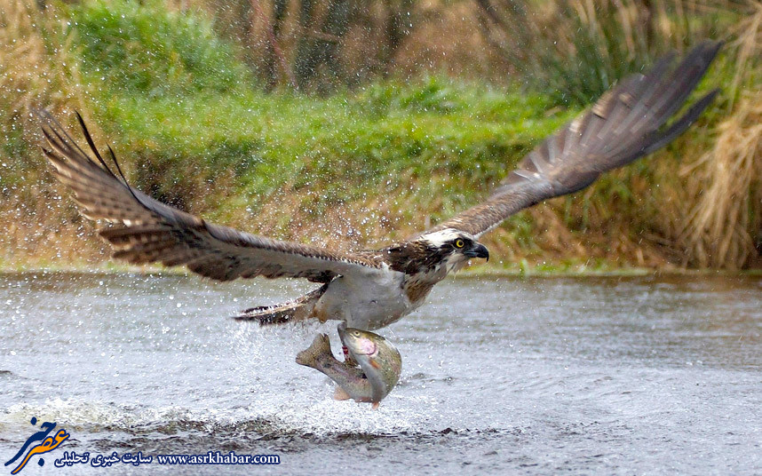 تصویر دیدنی از شکار ماهی توسط عقاب