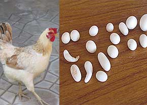 گفت‌و‌گو با یک مرغ تخمگذار+عکس