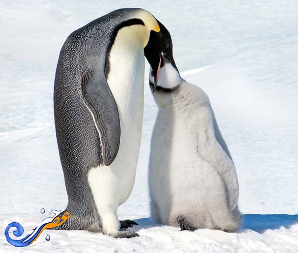 تصاویر فوق العاده از دنیای پنگوئن ها