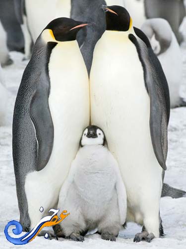 تصاویر فوق العاده از دنیای پنگوئن ها