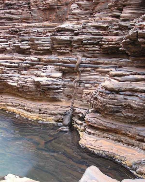عکس شکار کانگورو توسط یک مار در استرالیا