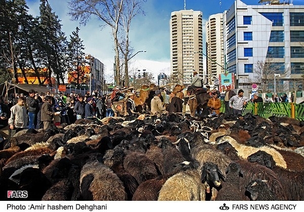 عکس/ گله گوسفند در میدان ونک!