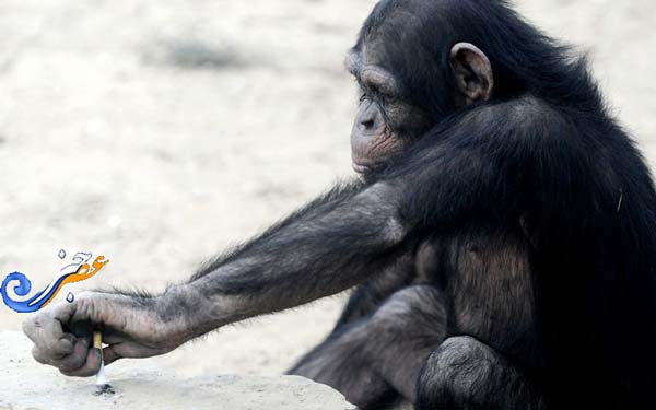عکس: شامپانزه سیگاری