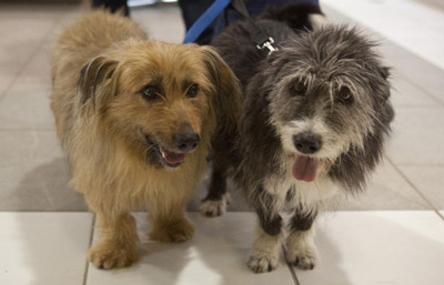 دو سگ ایرانی که به کانادا پناهنده شدند!+عکس