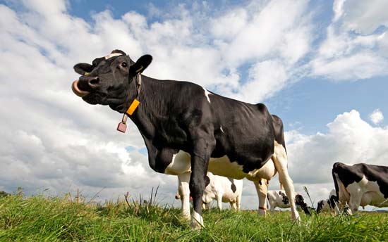 بهتر نیست با خود گاوها جلسه بگذارید؛ شاید قیمت شیر ارزان شود؟!