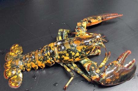 عکس:خرچنگ نادر با طرحی جالب