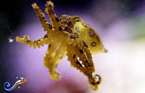 10 هیولای عجیب دنیای زیر آب