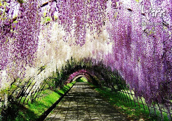 تصاویر فوق العاده از پارکي در ژاپن