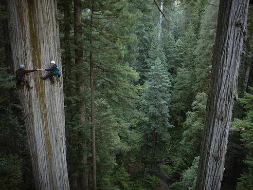 عکس؛بالا رفتن از بلندترین درختان جهان
