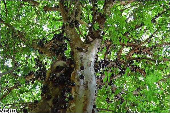 درختی عجیب با میوهایی برتنه+عکس
