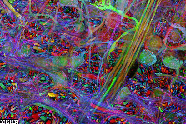 نخستین تصاویر از نقشه سه بعدی مغز