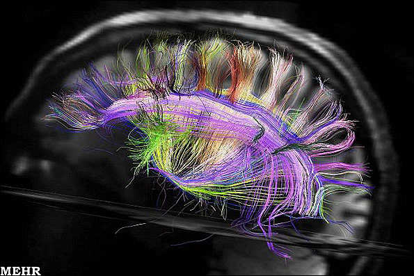 نخستین تصاویر از نقشه سه بعدی مغز