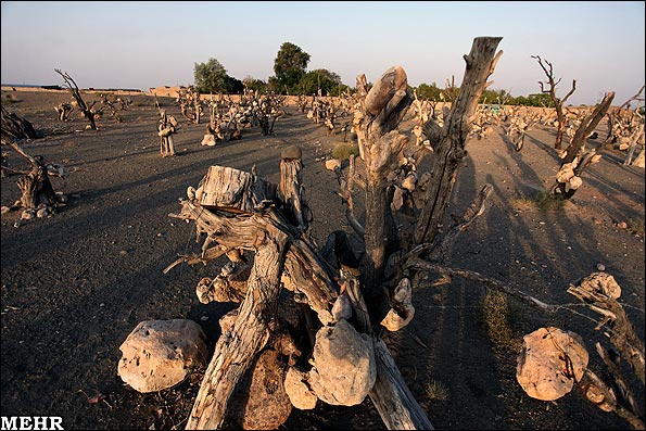 تصاویر باغ سنگی