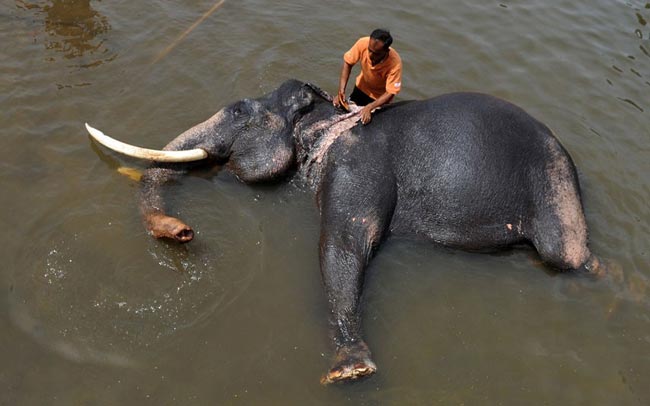 عکس شستشوی فیل