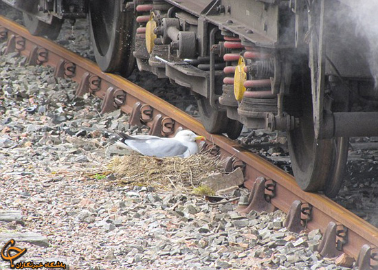 عکس لانه سازی مرغ دریایی کنار ریل قطار