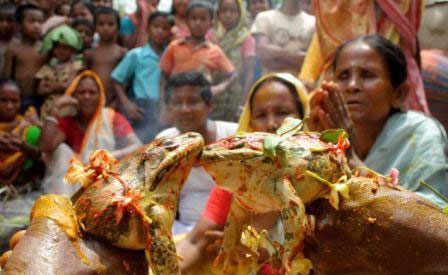 ازدواج قورباغه‌ها در هند+تصاویر