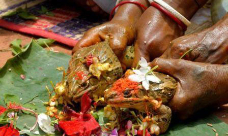 ازدواج قورباغه‌ها در هند+تصاویر