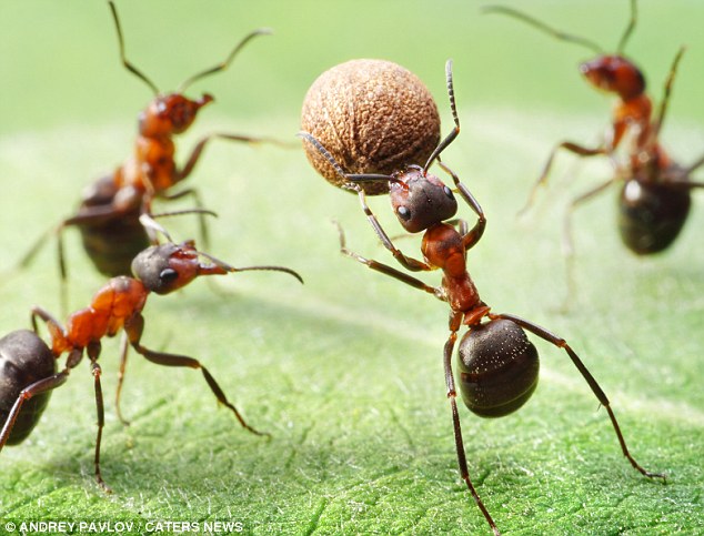 تصاویر يورو 2012 دنياي مورچه‌ها