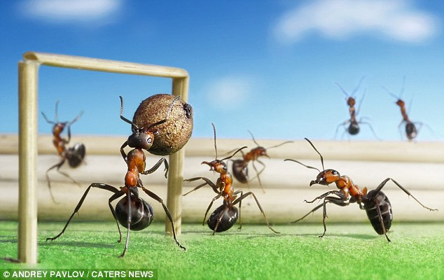 تصاویر يورو 2012 دنياي مورچه‌ها