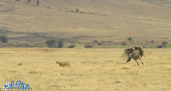 یوزپلنگی که آبروی حیات وحش را برد!+عکس