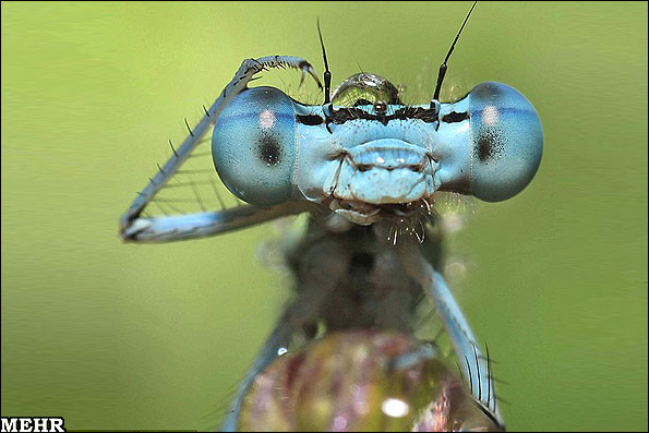 عکس:نگاه سنجاقک آبی به لنز دوربین
