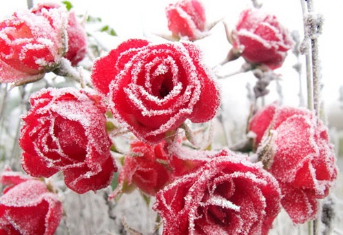 عکس؛ رزهای یخ زده زیبا