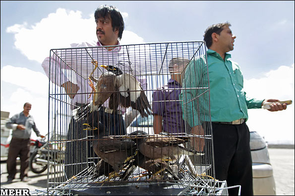 تصاویر بازار فروش پرندگان