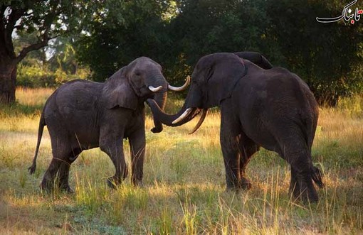 تصاویر حیات وحش زامبیا