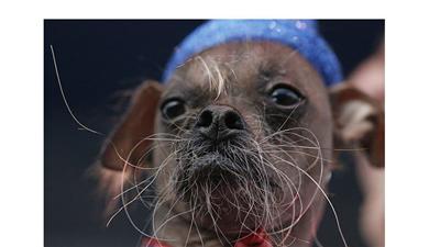 هزار دلار برای زشت ترین سگ دنیا+عکس
