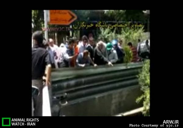 این بار تمساح در خیابان های تهران+ تصاویر