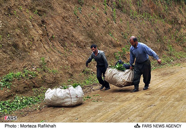 تصاویر برداشت چای