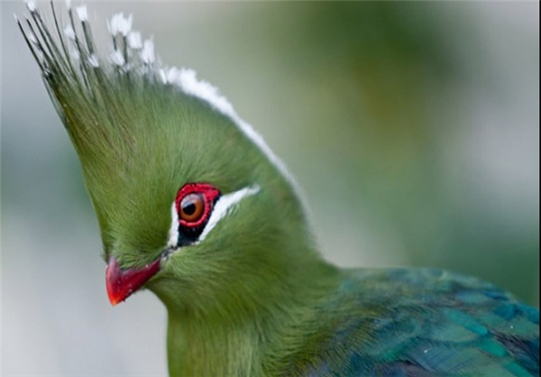 پرنده‌ای زیبا و عجیب در آفریقا + تصاویر