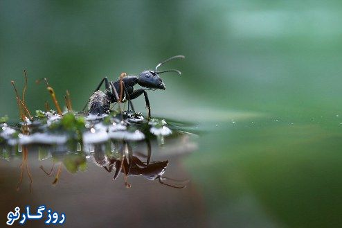 تصاویری فوق العاده از دنیای حشرات