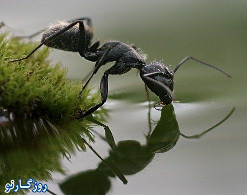 تصاویری فوق العاده از دنیای حشرات