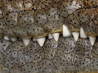دندان های سفید کروکودیل آفریقایی