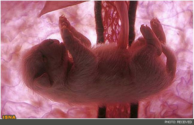 عکس جنین پستانداران در رحم مادر