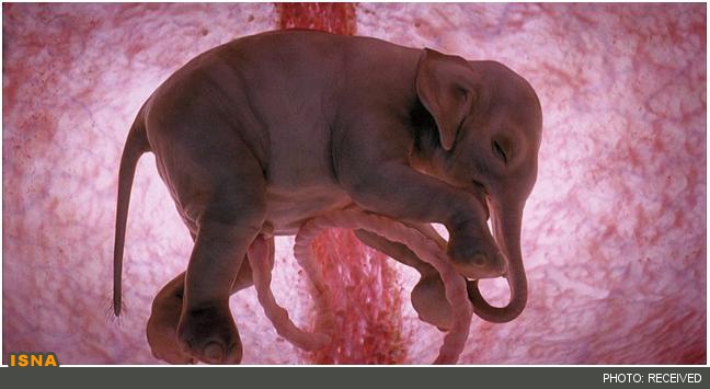 عکس جنین پستانداران در رحم مادر