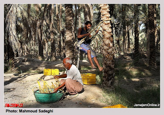 تصاویر برداشت رطب از نخلستان هاي بوشهر