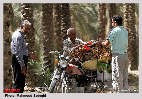 تصاویر برداشت رطب از نخلستان هاي بوشهر