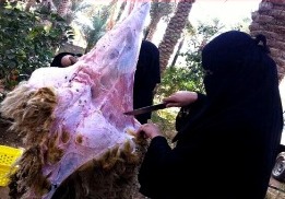 وقتی زنان سعودی قصاب می شوند+عکس