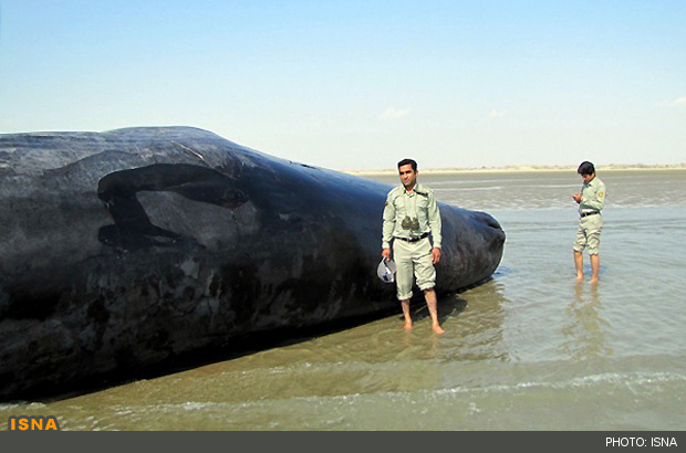 مرگ نهنگ ۳۰ تنی در ساحل جاسك/عکس