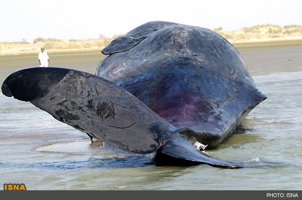 مرگ نهنگ ۳۰ تنی در ساحل جاسك/عکس