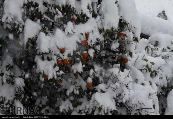 مازندران در محاصره برف (عکس)