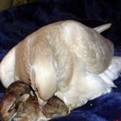 مادری کبوتر داغدیده برای بچه خرگوش‌ها