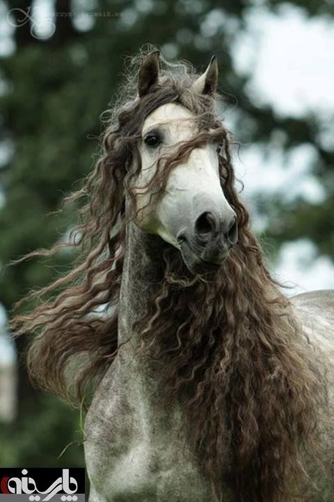 عکس/ متفاوت ترین اسبی که تا بحال دیده اید