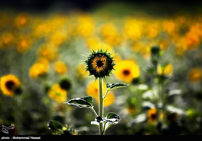 مزرعه زیبای گل آفتاب گردان (عکس)