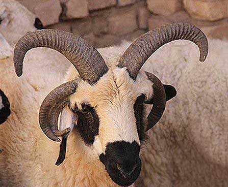 عکس/ پدیده‌ای نادر در یک گوسفند