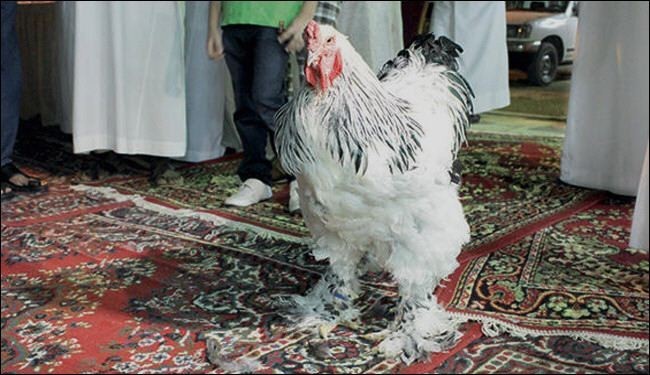 مرغی که ۱۵ میلیون فروخته شد+عکس