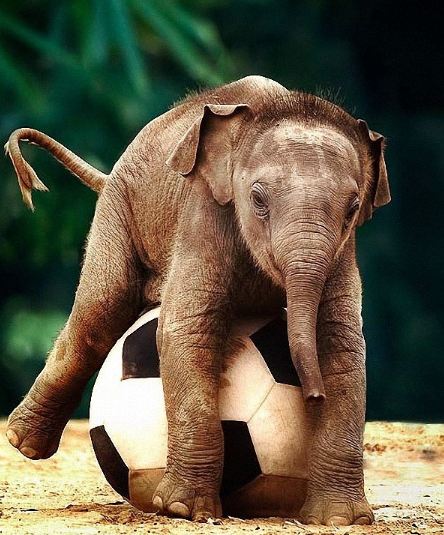 عکس/ فیل فوتبالیست!