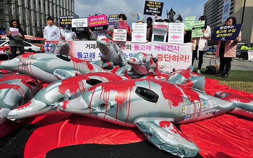 عکس/اعتراض دلفینی ژاپنی ها